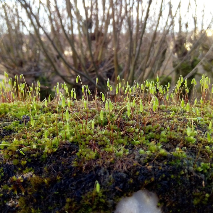 nature in winter