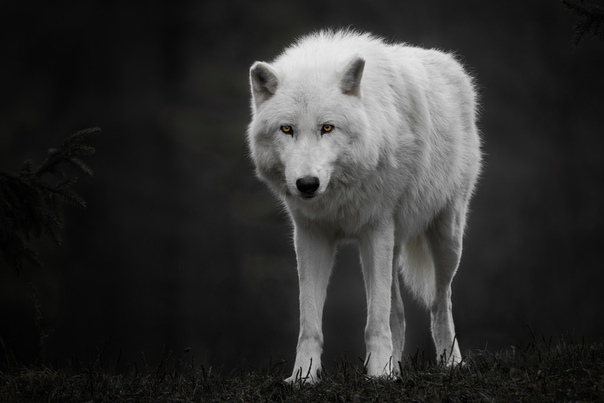wolf