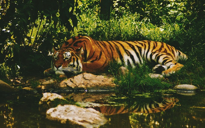 Tiger
