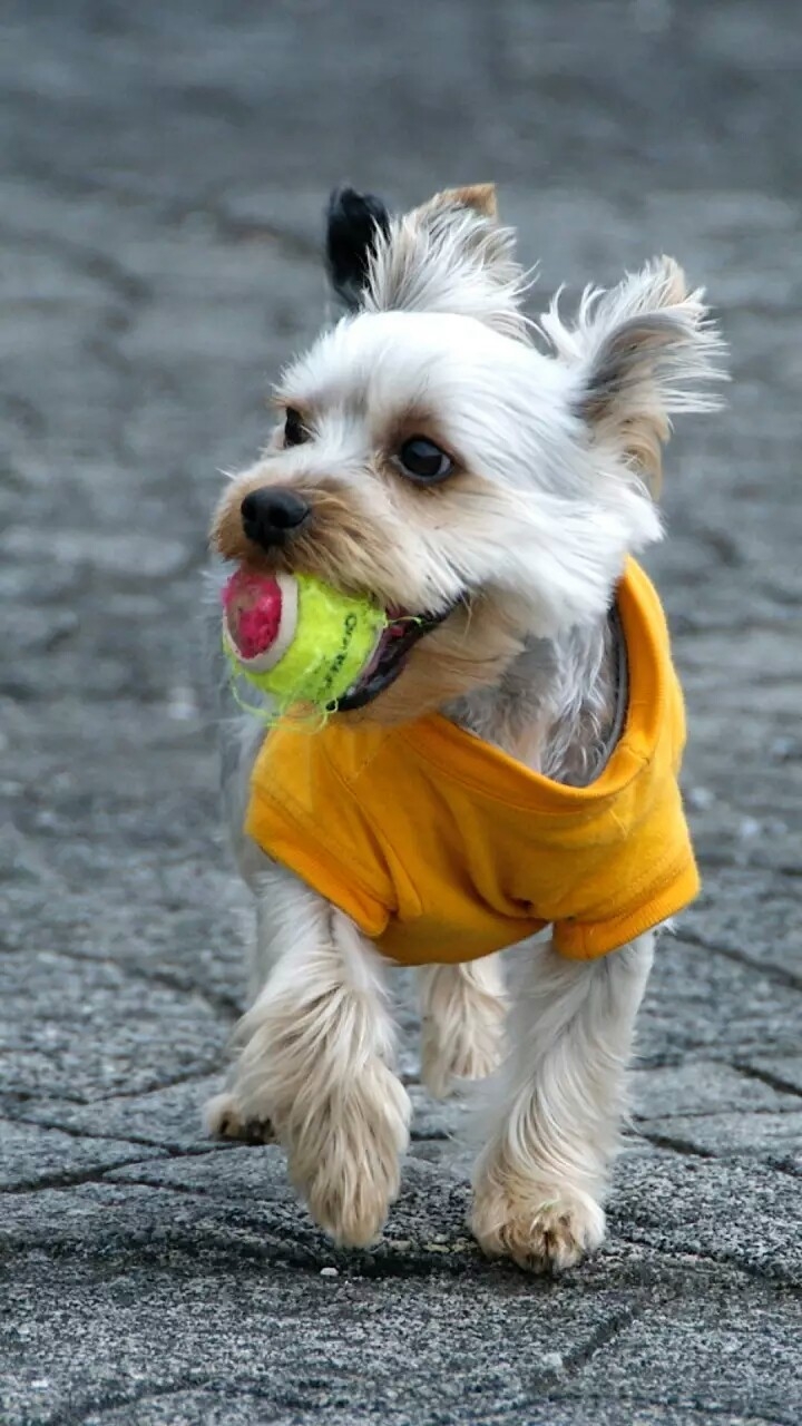 Dog