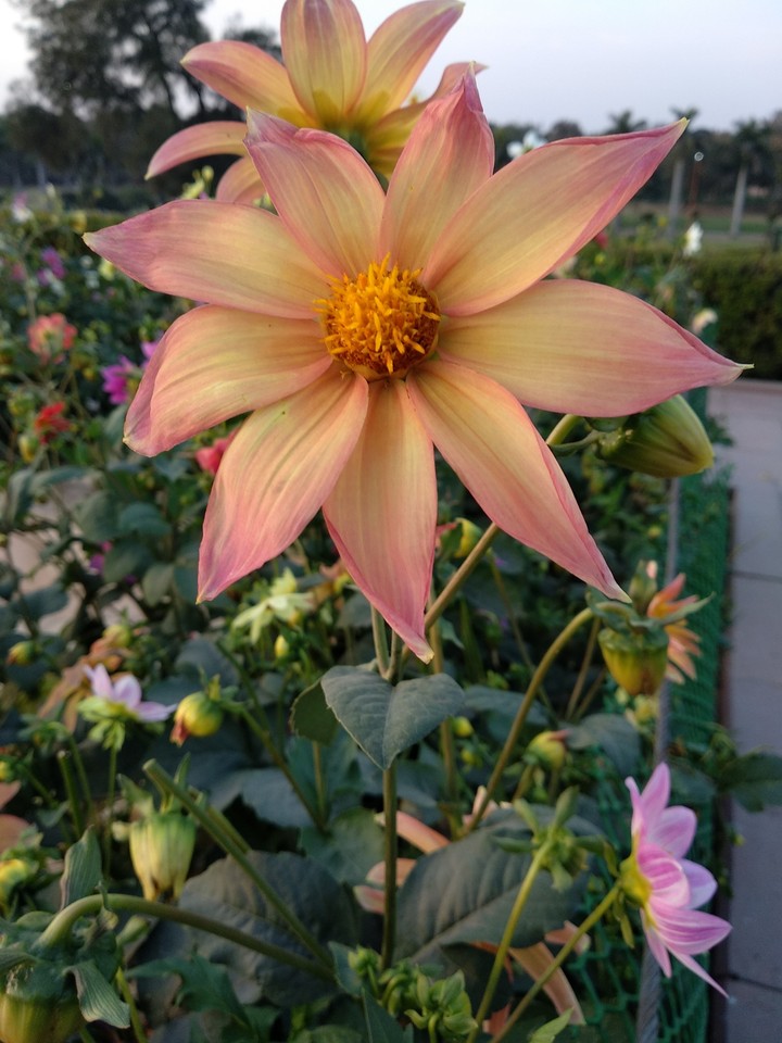 Sun flower