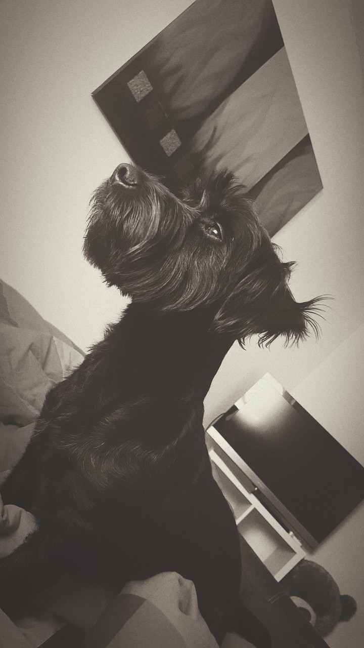dog