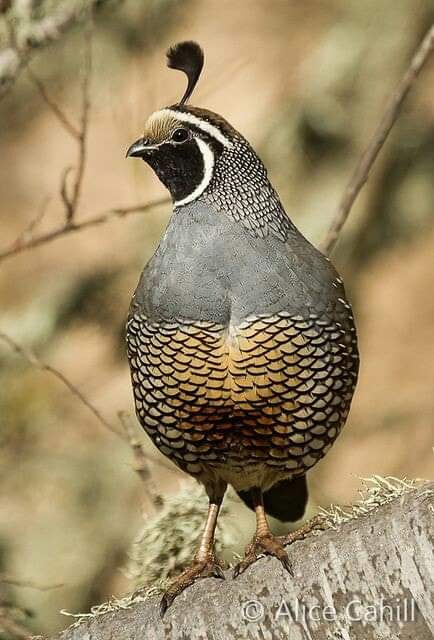 Bird ?