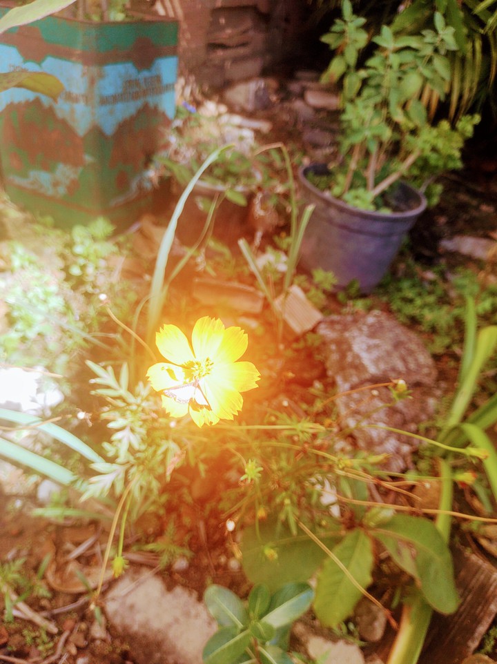 flores