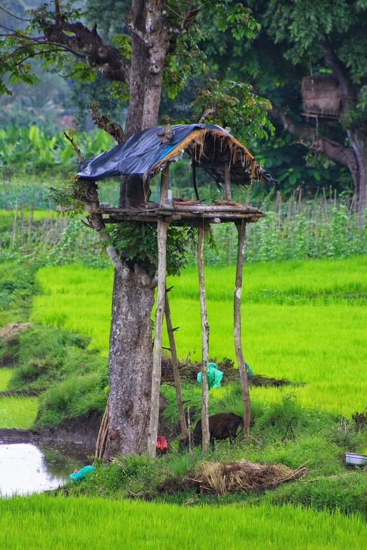 tree house
