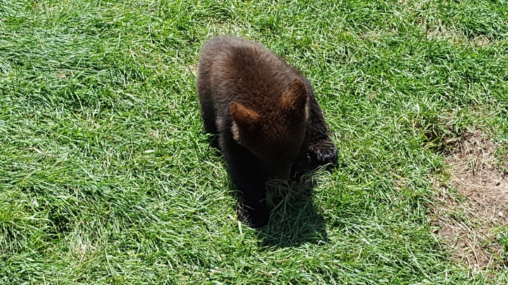 Bear cub