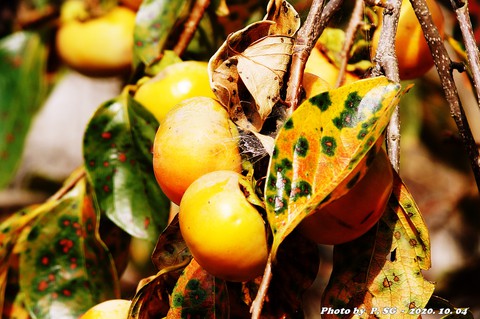 fondos de pantalla loquat, Persimmon