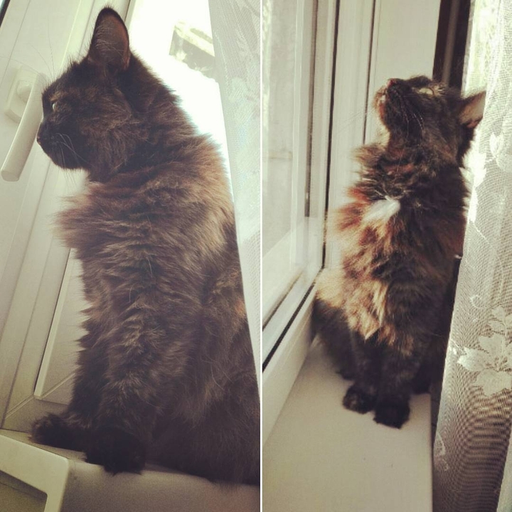 Cat's
