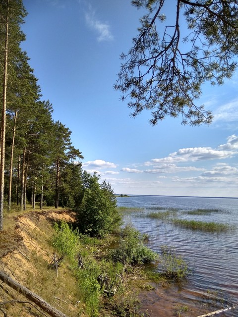 sfondi wilderness, vegetation
