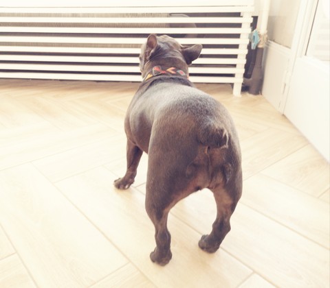 dog