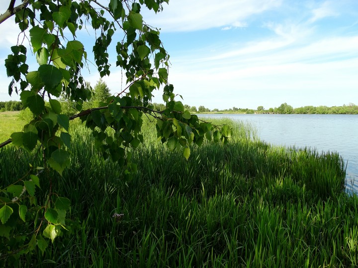 Birch