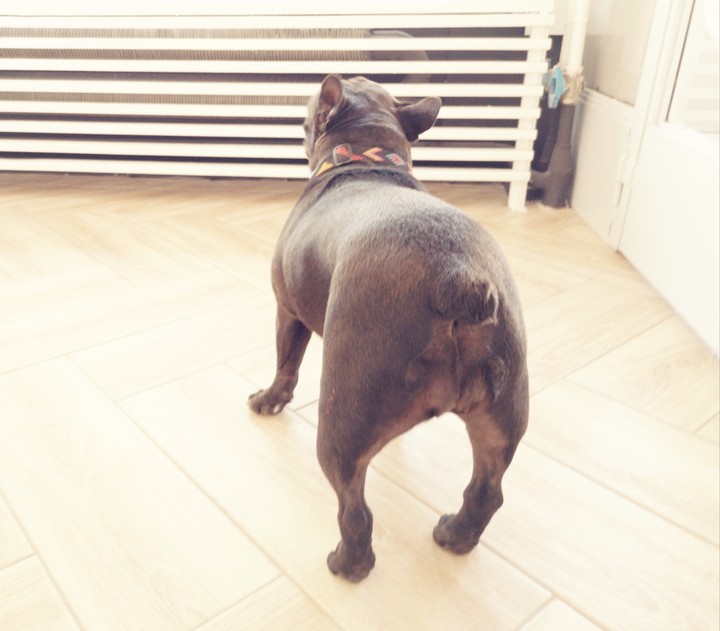 dog