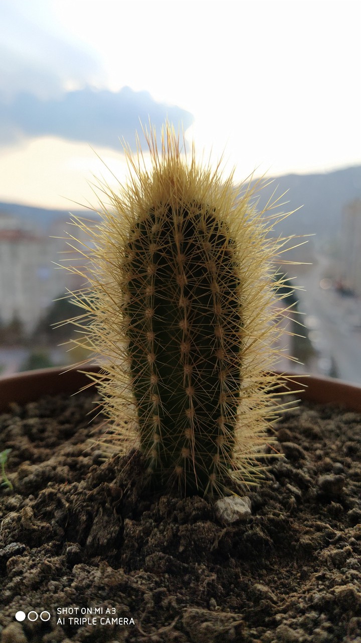 KAKTÜS