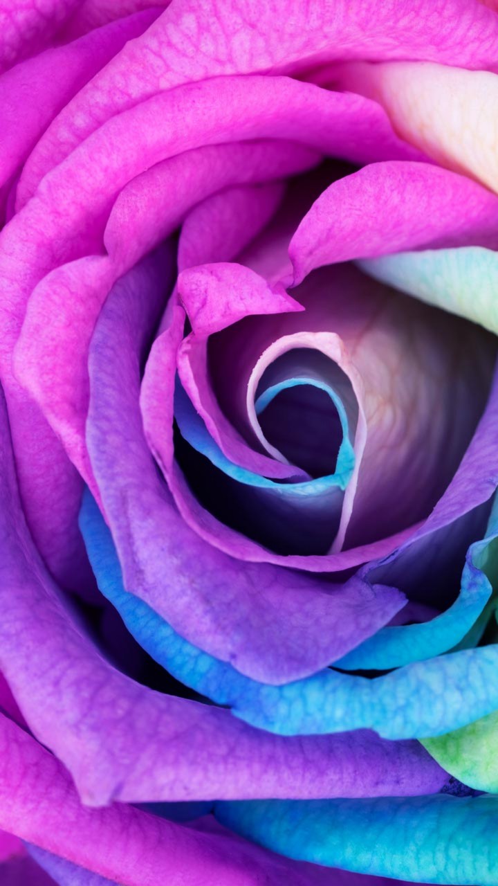 colorfyl flower