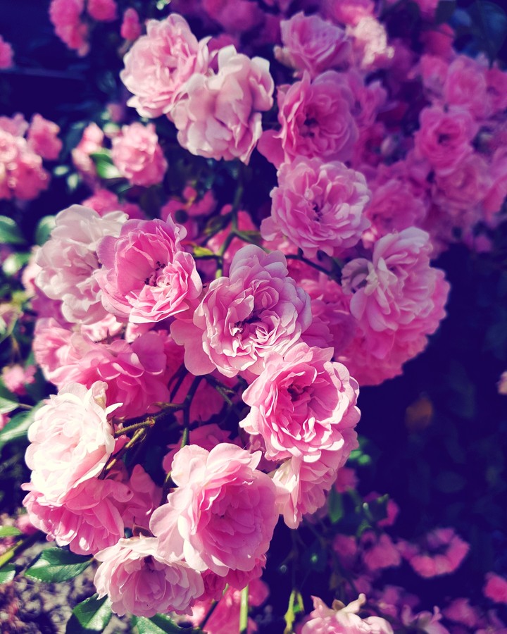 pink roses in garden