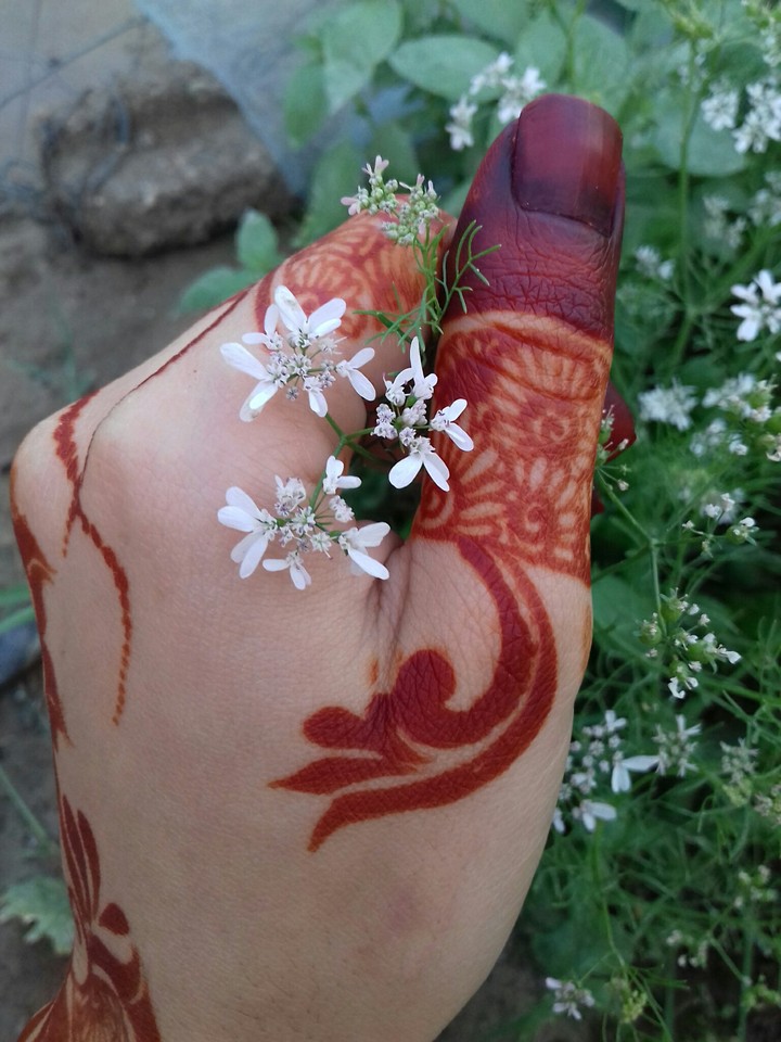 زیبا