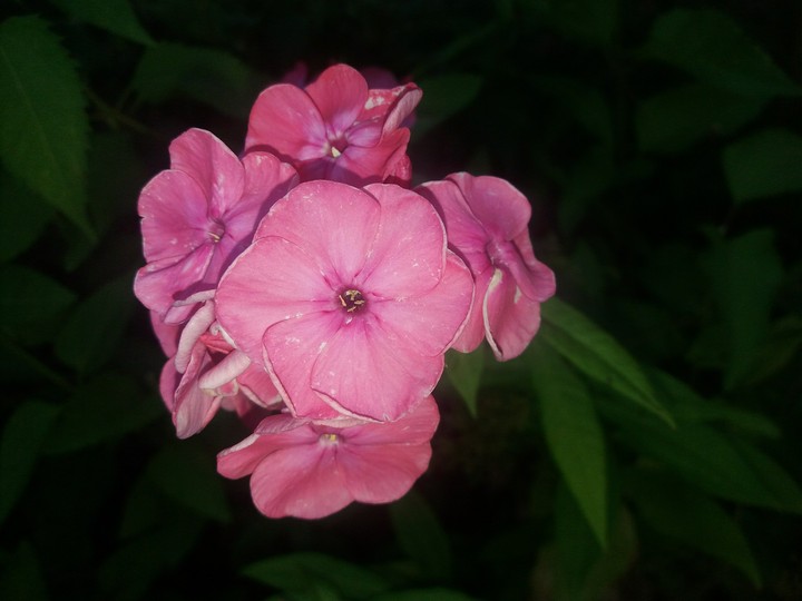 flowers