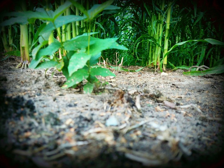Corn forest
