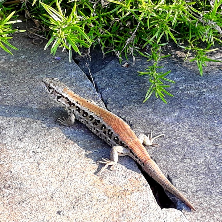 Lizard from my garden 2