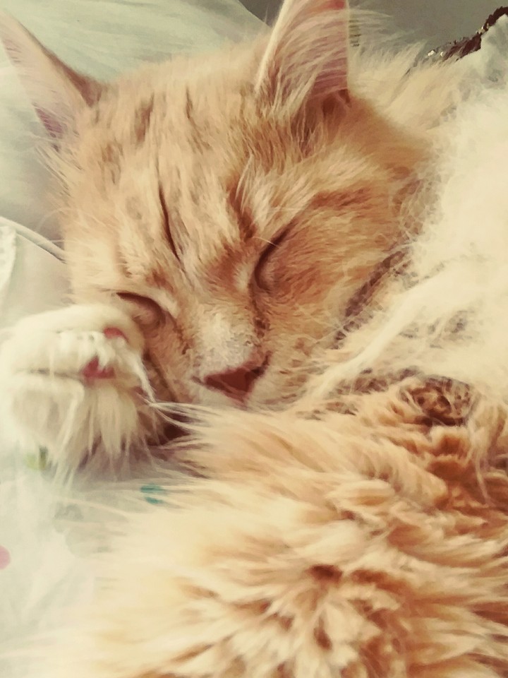 The dreams of a cat