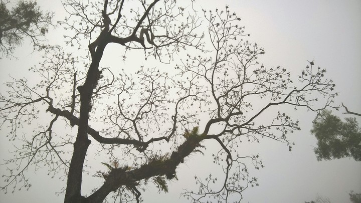 tree