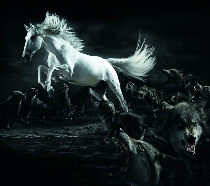white horse