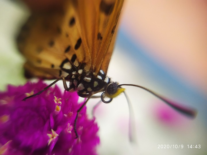 butterfly
