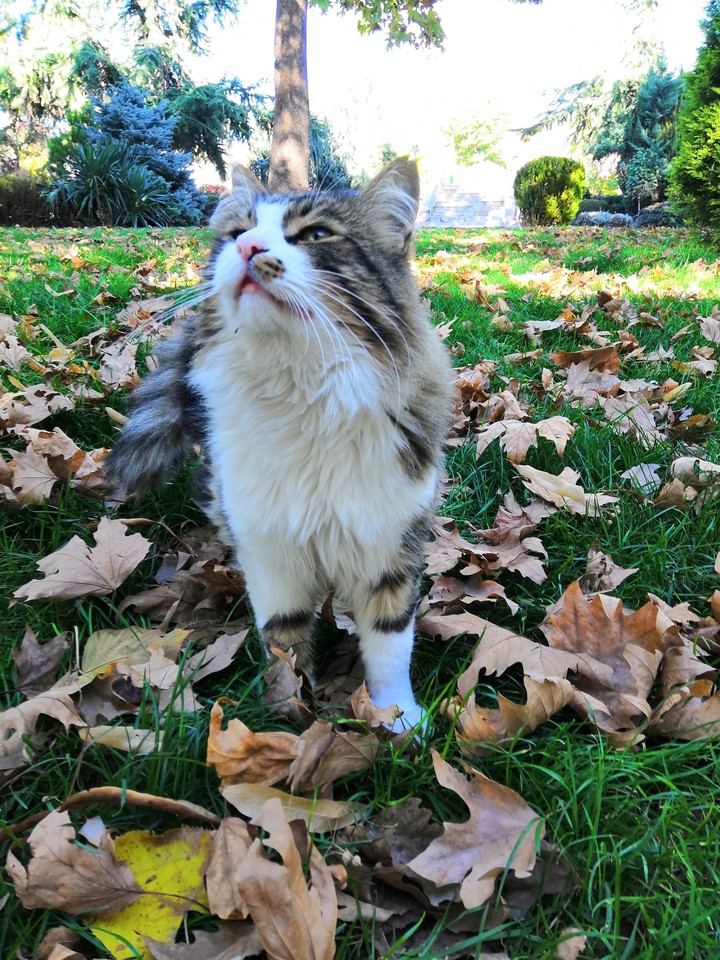 Konyanın Kedisi - Cool Cat