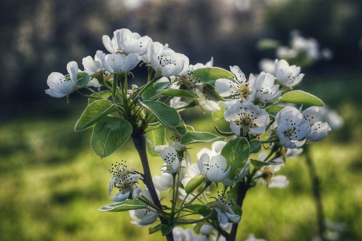 Spring