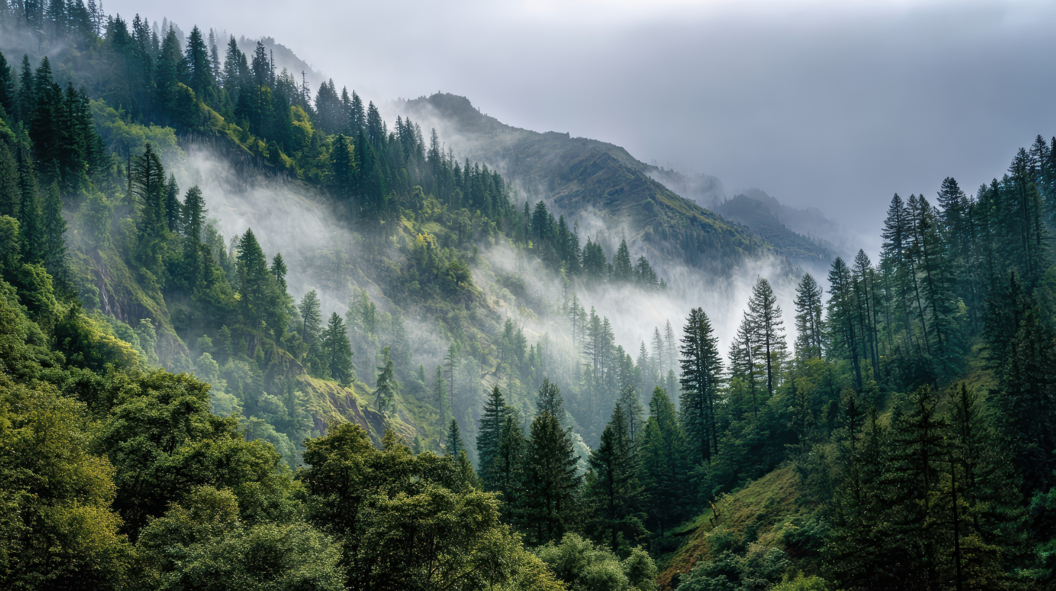 тапети highland, hill