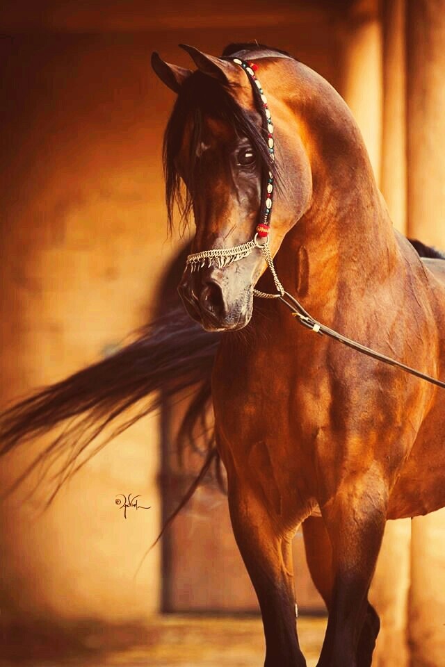 السحر العربي