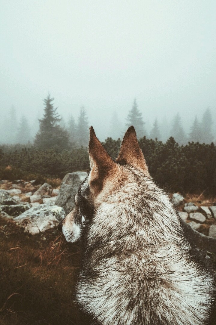 aullando le al destino.