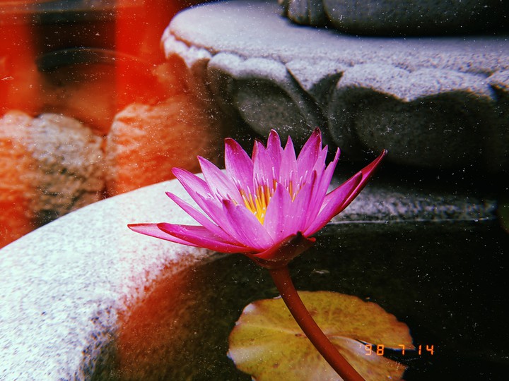 꽃