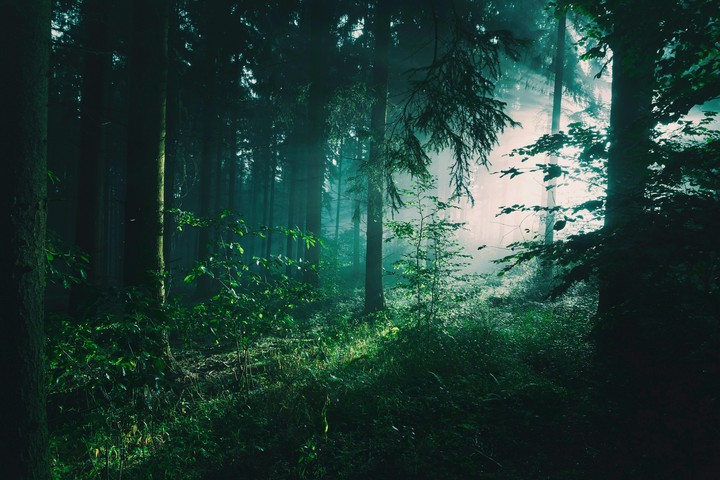 Лес