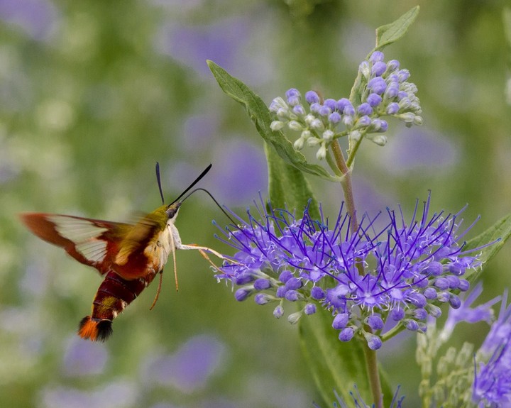 Hummingbird moth