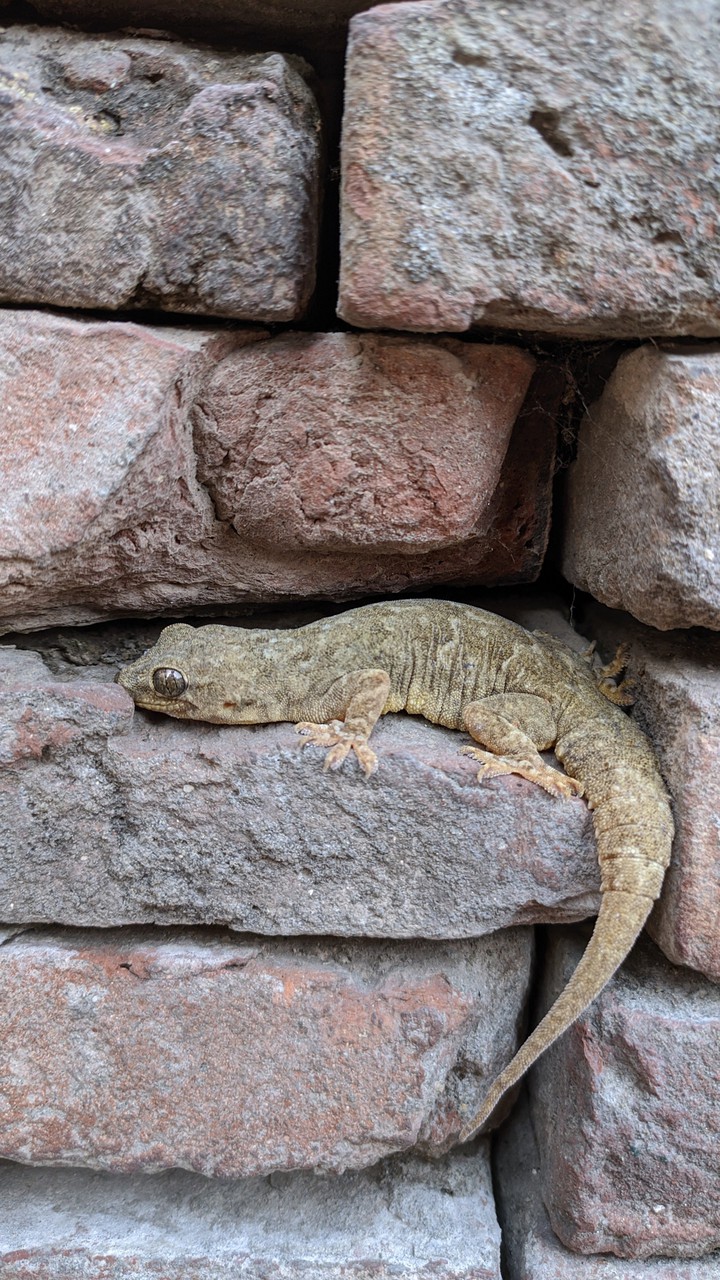 lizard