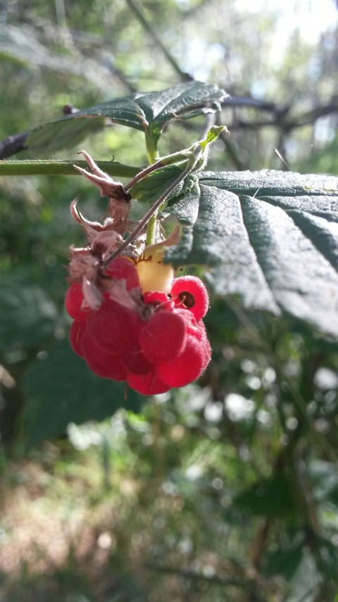 Nature