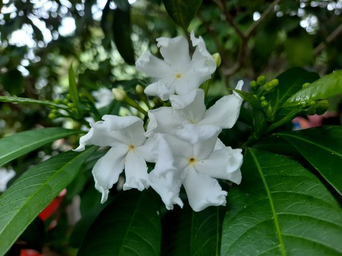 flower