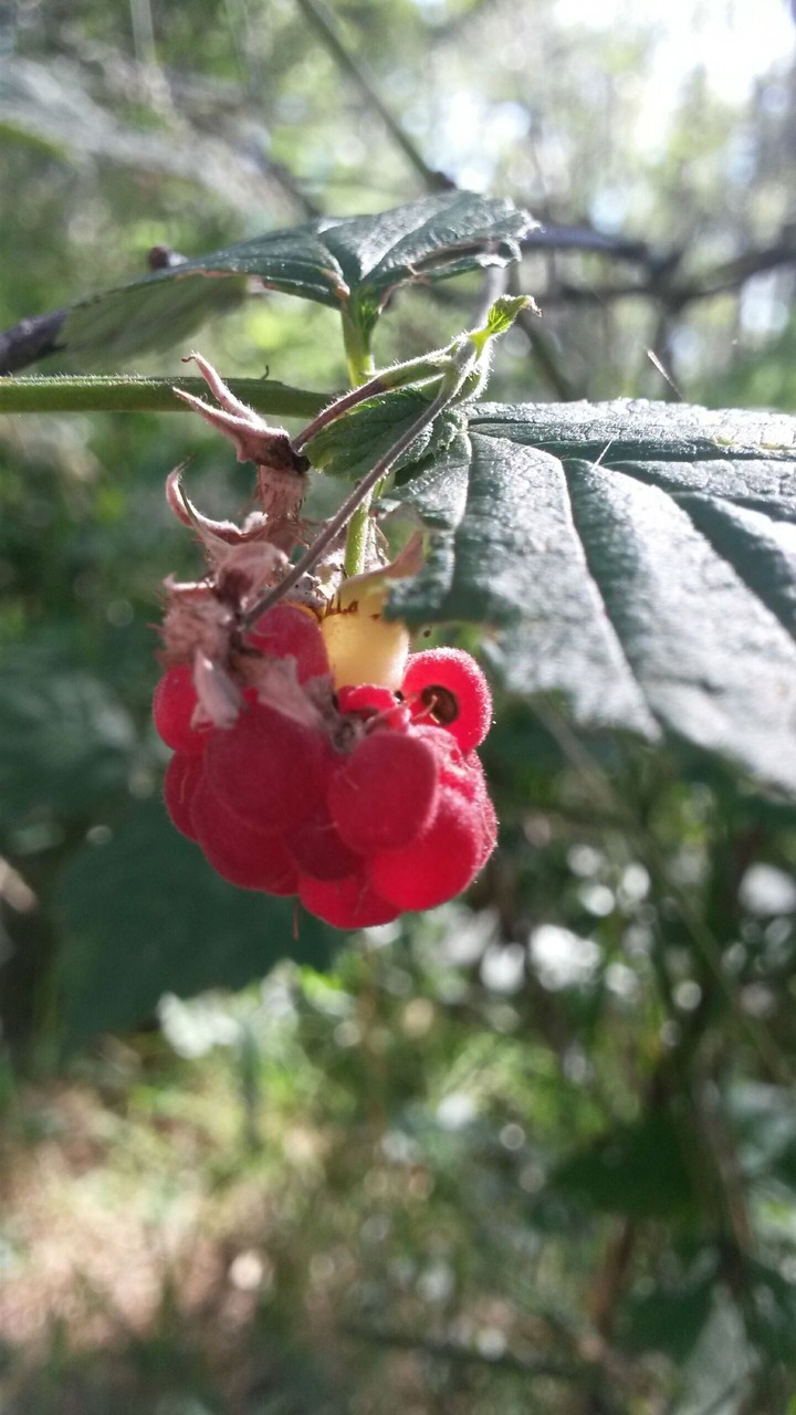 Nature