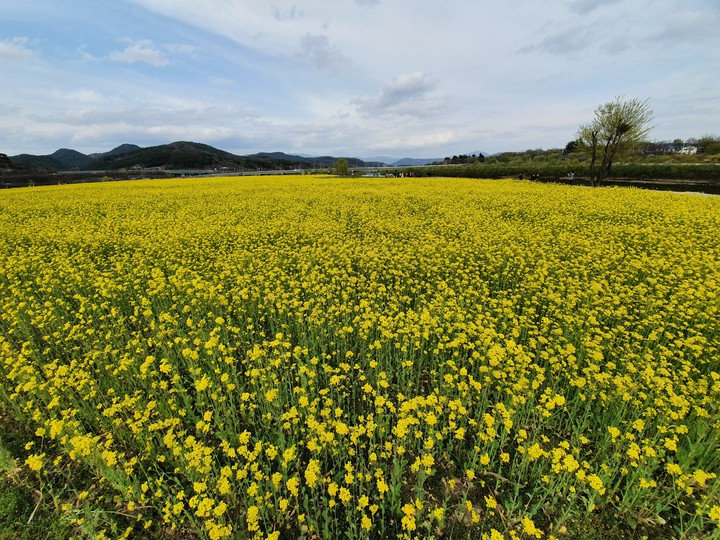 Rape Flower 유채꽃