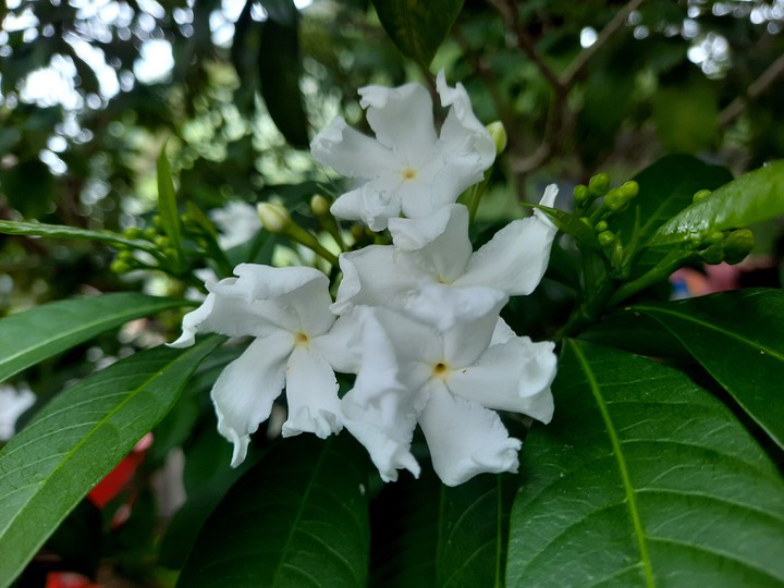 flower