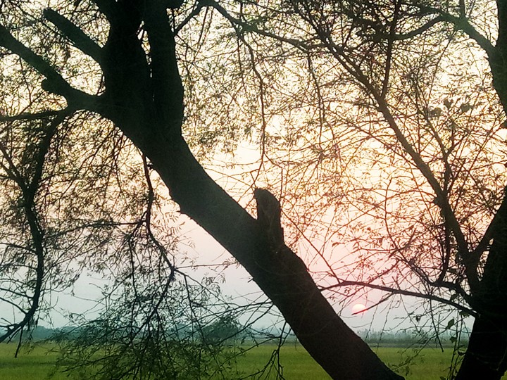 natural