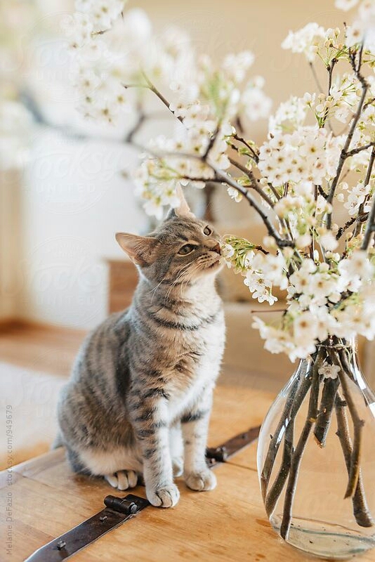 кот и цветущие ветки