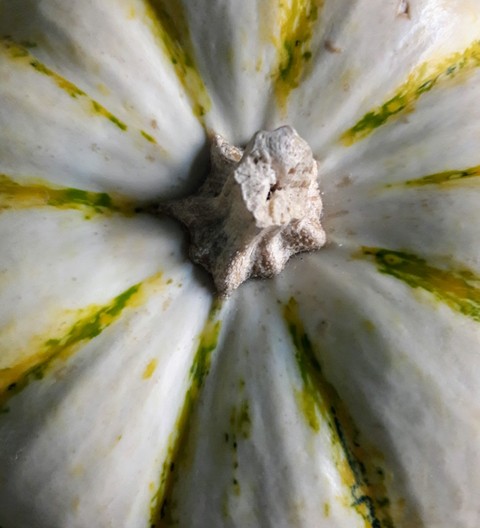 Close Pumpkin