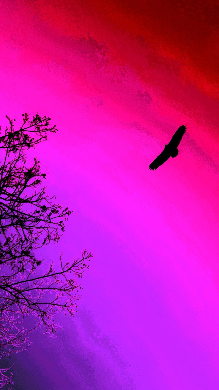 vulture in the sky