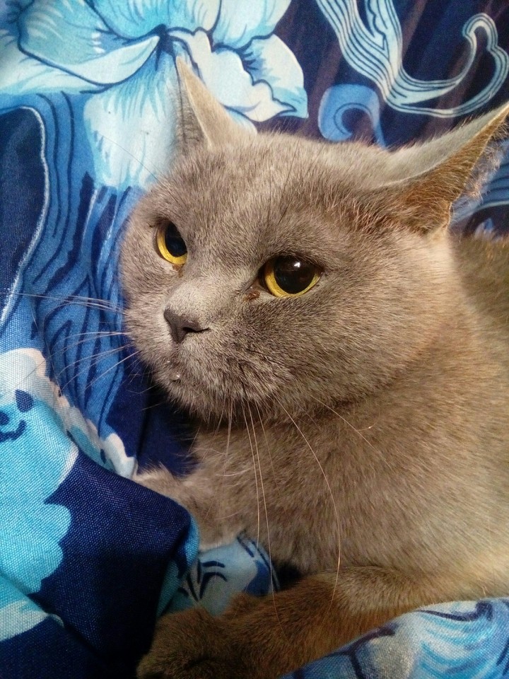 кошка