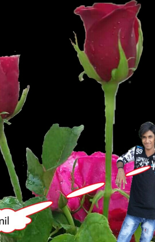 anil