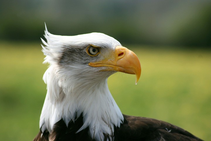 eagle