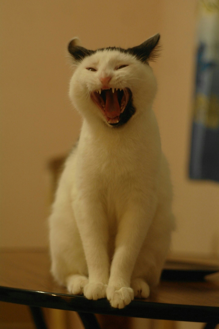 cat
