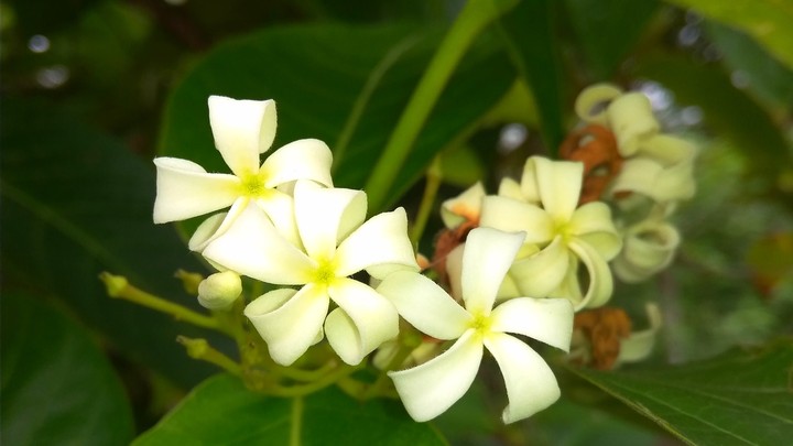 white beauty